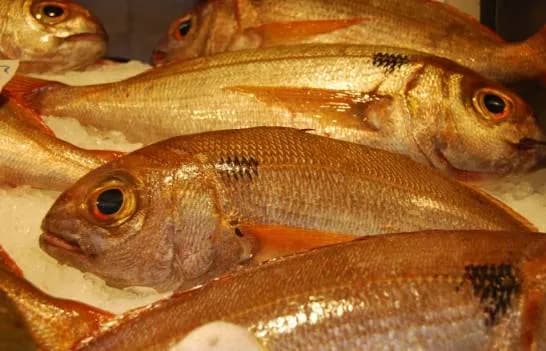 La sobrepesca afecta la población de besugo en el Estrecho de Gibraltar